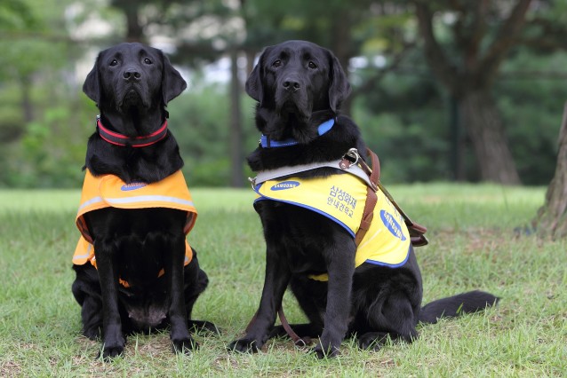 照片由左而右為台灣導盲犬協會3年前贈予韓國三星導盲犬培訓學校的導盲犬種Helen與其所生育的導盲犬Tamra.JPG