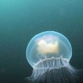 jellyfishhh