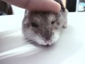 HamsterLeo