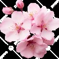 sakurasaku