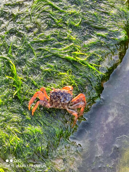 大坪海岸綠石槽小螃蟹.jpg
