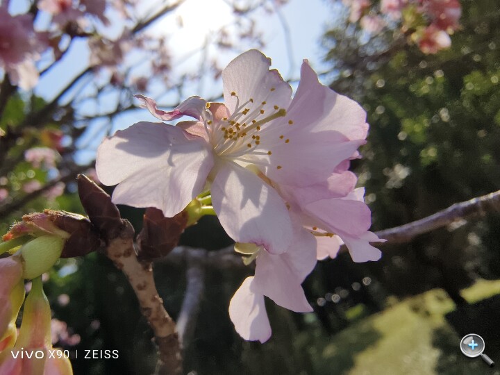 春暖花開賞花去，用 vivo X90 拍美美的櫻花和繡球花吧！
