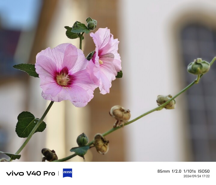 vivo V40 Pro 德國慕尼黑大量實拍照片分享