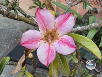 Samsung Galaxy Z Trifold 外觀、性能、續航、影音、相機、開箱實測