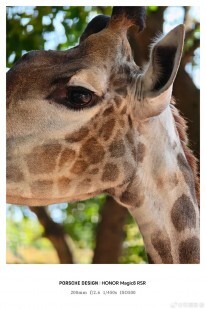 再有一品牌加入手機長焦擴充行列  Honor 新機將支援可拆式遠攝鏡頭，遠攝鏡頭再進化