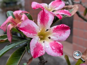 Google Pixel 10a 外觀、性能、續航、相機、開箱實測