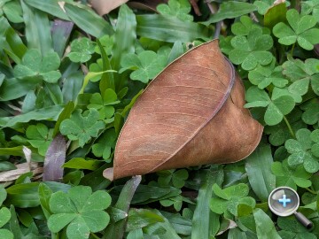 Google Pixel 10a 外觀、性能、續航、相機、開箱實測