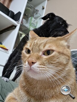 更輕巧的全能旗艦：Samsung Galaxy S26 Ultra 外觀、性能、續航、影音、相機、開箱測試