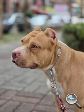 更輕巧的全能旗艦：Samsung Galaxy S26 Ultra 外觀、性能、續航、影音、相機、開箱測試