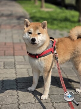 更輕巧的全能旗艦：Samsung Galaxy S26 Ultra 外觀、性能、續航、影音、相機、開箱測試