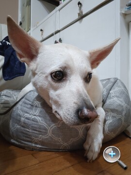 連續光學變焦加持：小米 17 Ultra 外觀、影音、相機、性能、電池、開箱實測