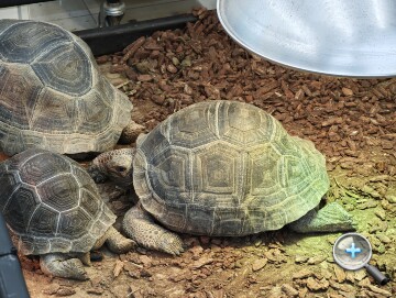 連續光學變焦加持：小米 17 Ultra 外觀、影音、相機、性能、電池、開箱實測