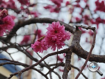 連續光學變焦加持：小米 17 Ultra 外觀、影音、相機、性能、電池、開箱實測