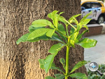 連續光學變焦加持：小米 17 Ultra 外觀、影音、相機、性能、電池、開箱實測