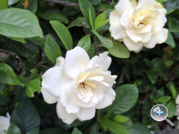 三星 Galaxy A37 5G 評測：支援 eSIM、平衡感極佳的中階之選