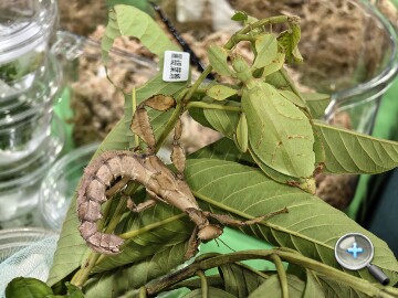 拍照有看頭！Moto 超薄大摺 Razr Fold 外觀、性能、相機、續航、開箱實測