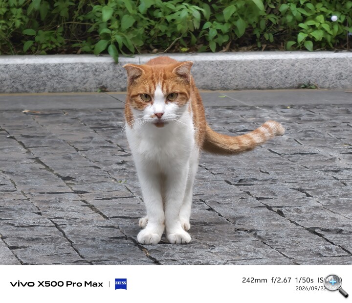 長焦鏡頭超強！vivo X500 Pro Max 更多試拍體驗