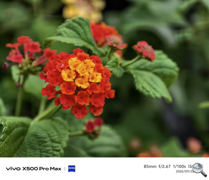 長焦鏡頭超強！vivo X500 Pro Max 更多試拍體驗