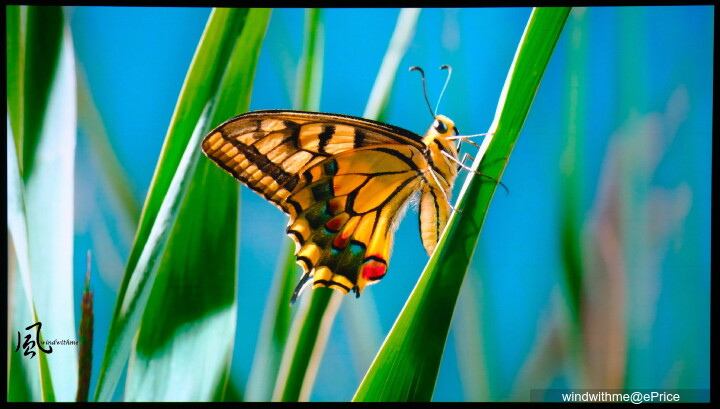 家庭劇院與遊戲娛樂兼顧 - ViewSonic LX700-4K RGB雷射投影機開箱