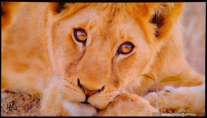 家庭劇院與遊戲娛樂兼顧 - ViewSonic LX700-4K RGB雷射投影機開箱